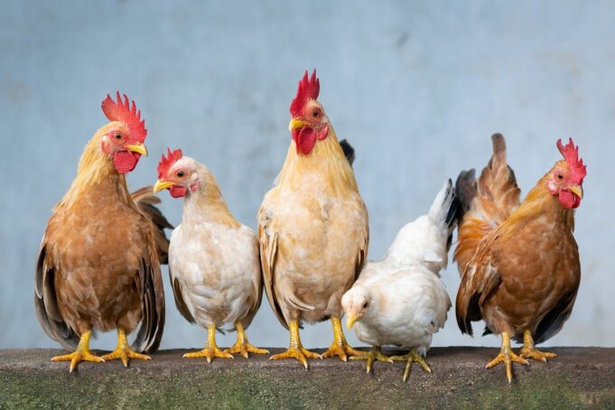 Fowls